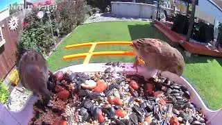 Our new video Bird Feeded…