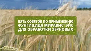 МИРАВИС® Эйс | Как эффективно применять фунгицид?