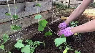 Вырастим мочалку на своём огороде | ЛЮФФА пересадка в грунт