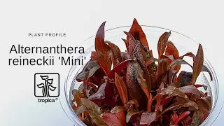 Alternanthera reineckii 'Mini'