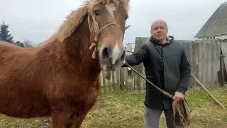 хозяйский конь Браслет