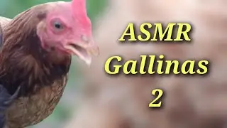 ASMR Gallinas comiendo RELAX RURAL