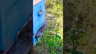 Рой пчёл