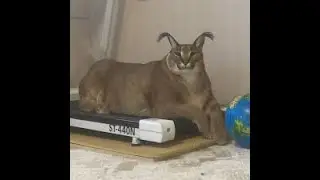big floppa 2