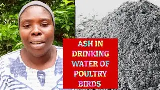 ASH IN DRINKING WATER OF POULTRY BIRDS