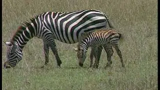 The Animal Kingdom