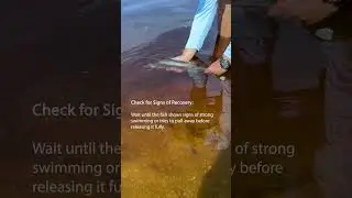 How to Release a Snook Responsibly. #fishing #snook #respect