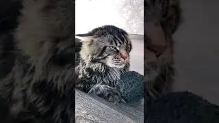Злой кот и добрая собака 