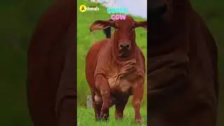 Super Cow #shorts