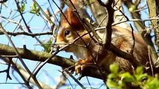 A beautiful Squirrel