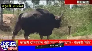 Bahujan News-Anil kamble|कासारी खोऱ्यातील शेती गवांच्या विळख्यात |गवा-शेतीचा कर्दनकाळ:शेतकरी चिंतेत