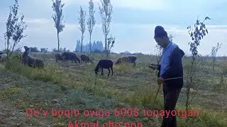 🐑Qoʻy boqib oyiga 600$ toyatgan Akmal choʻpon bilan suxbat🐏⚡💯