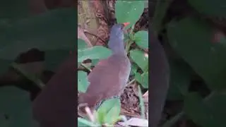 inhambu cantou bão