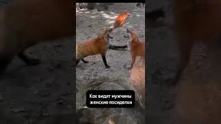 Как видят мужчины женские посиделки
