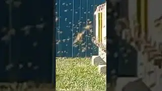 Пчёлы Стартанули!!!Кубань 2024