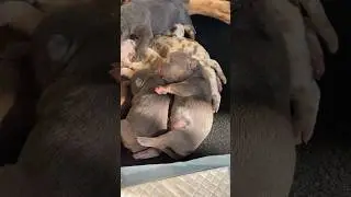 Есть СВОБОДНЫЕ щенки🥰ТГ https://t.me/+XzikLRvf2cFkNTIy #щенки #щенок #булли #буллипокет #буллищенки