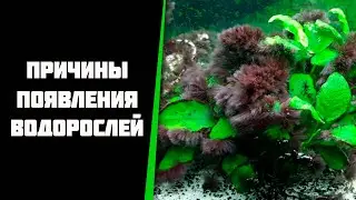 Причины появления водорослей у меня в аквариуме. Почему появляются водоросли.