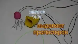 ШкБио: Деление клетки 3, гаметогенез(яйцеклетка и сперматозойд)