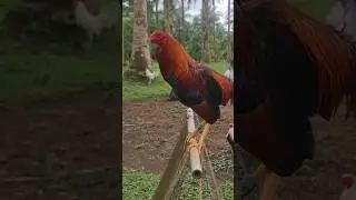 stag #rooster #chicken #animals