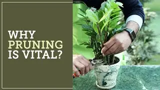 Why Is Pruning Vital For Your Plants ? Tips On How To Prune Your Plants
