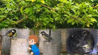 Удивительно, но это факт. Птенцы в трубе. Материнский инстинкт.  Птичка - Синичка