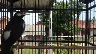 Jalak Suren Full Isian mompa