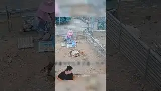 🐲 Зачем нужна ферма черепах? 😳 
