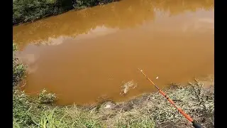 catching crucian carp with spinning in a micro river