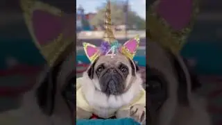 CUTEST Album Covers With My Pug 
