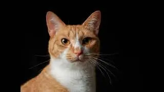 Les plus belles photos de chats du monde