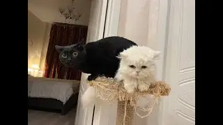 Кот-бегемот и робот пылесос.