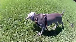 ワイマラナー初めてドックラン