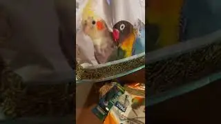 Распаковка покупок для попугаев | Гранулированный корм #попугай #попугаи #распаковка