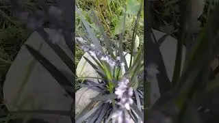 Офиопогон с цветочками 