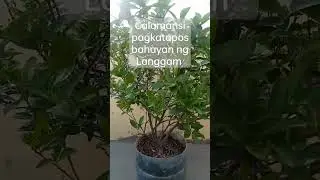 Nagmistulang Pataba ang ANTs na Pula #agaderfarmland #bonsai #shortvideo #agrikultura #calamansi