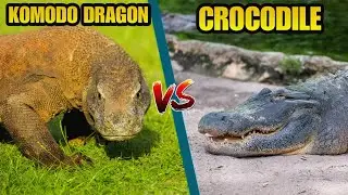 Komodo Dragon vs Crocodile
