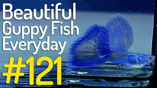 Guppy Channel - Beautiful Guppy Fish Everyday 121