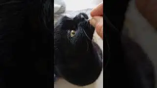 Cat addiction :)