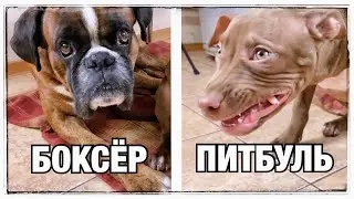 Чем лучше кормить собак!? Самое правильное питание для собак.. НО ЭТО НЕ ТОЧНО!