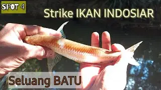 Tarikan IKAN KECIL tenaga BABON | part 2