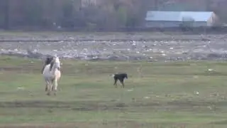 ცხენები პანკისის ხეობაში