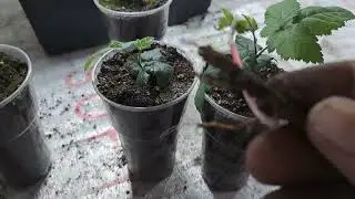 Результат. Размножение ежевики крапивкой из корня пятью разными способами.