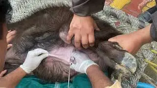 Tube cystostomy l Retention of urine l dr umar khan