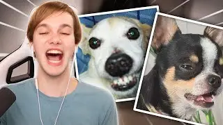 Roasting My Viewers Pets
