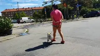 20170805 Hundmöten med Chibi