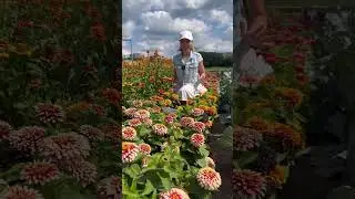Циннии могут настолько плотно заполнять все отведенное ей пространство, что нет нужды в прополке!