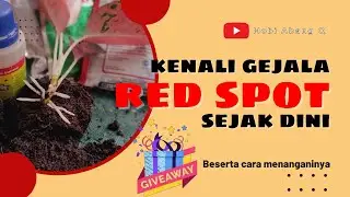 038 Cara mengenali aglaonema terkena Red Spot sejak dini beserta cara mengatasi nya.