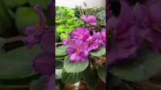 Цветущие мини-фиалки в июне