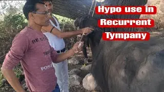 Recurrent Tympany in bufalow #hypo use#animal treatment