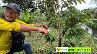 Kỹ thuật chăm sóc sầu riêng tại MIỀN TÂY